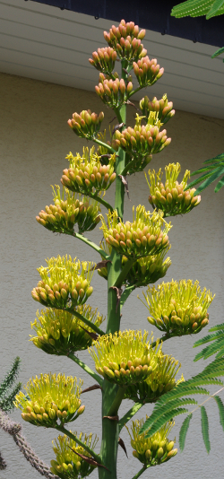 Agave parryi 2013